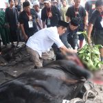 Sapi Kurban Presiden Membawa Kebahagiaan Masyarakat Ketapang