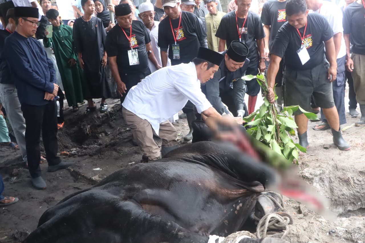 Sapi Kurban Presiden Membawa Kebahagiaan Masyarakat Ketapang